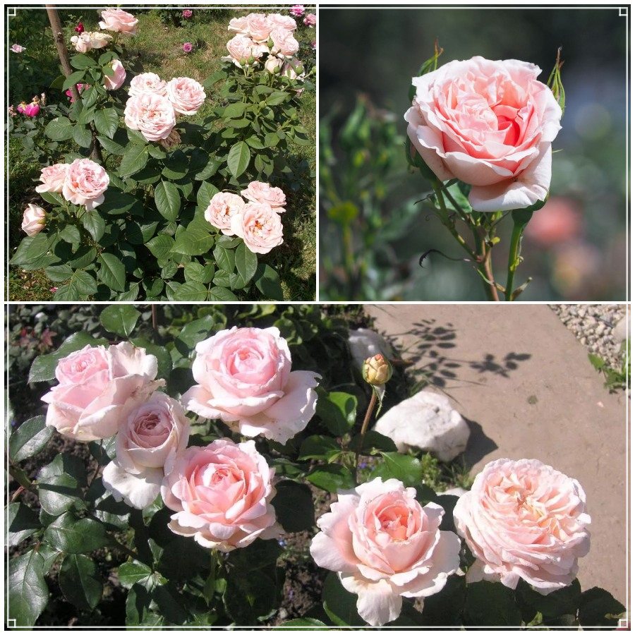 Róża wielkokwiatowa DONATELLA